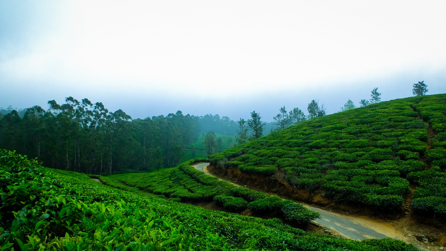 Nuwara Eliya