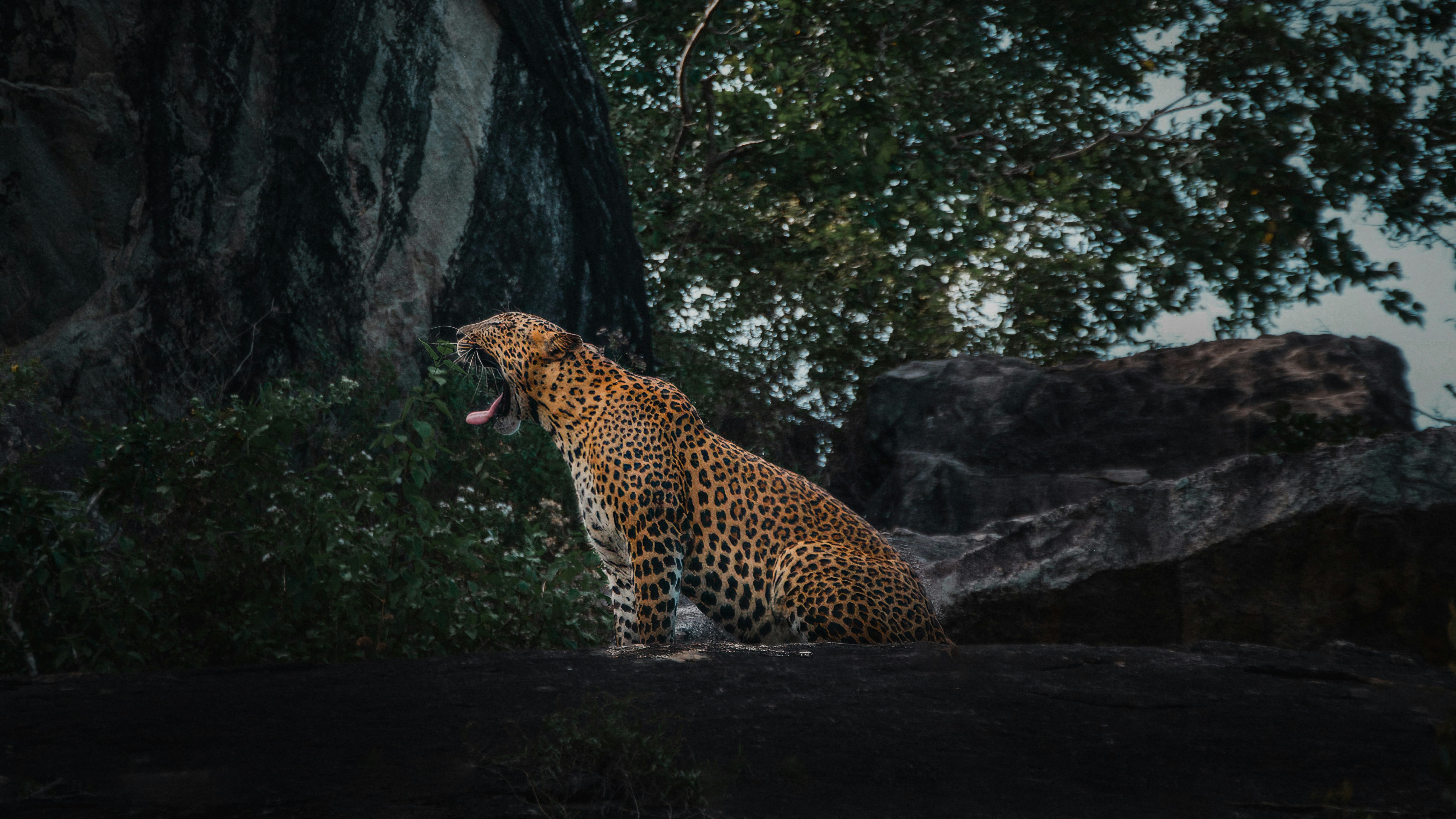 Yala Safari
